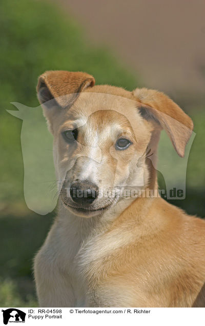 Greyhound Welpe / Puppy Portrait / RR-04598