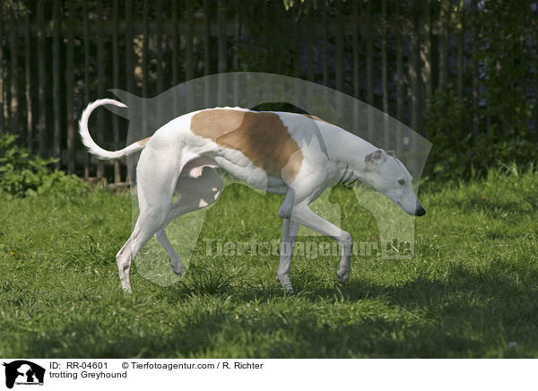 trabender / trotting Greyhound / RR-04601