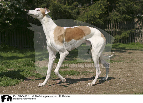 stehender / standing Greyhound / RR-04602