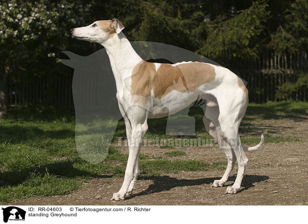 stehender / standing Greyhound / RR-04603