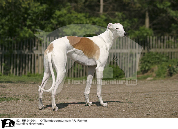stehender / standing Greyhound / RR-04604