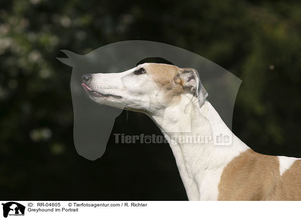 Greyhound im Portrait / Greyhound im Portrait / RR-04605