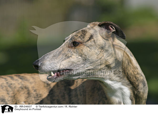 Greyhound im Portrait / Greyhound im Portrait / RR-04607