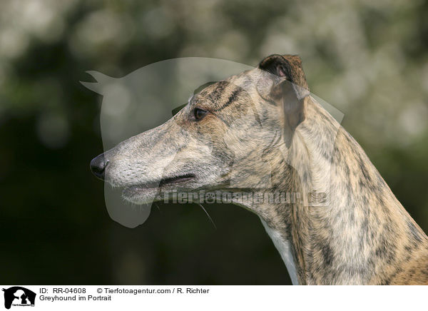Greyhound im Portrait / Greyhound im Portrait / RR-04608