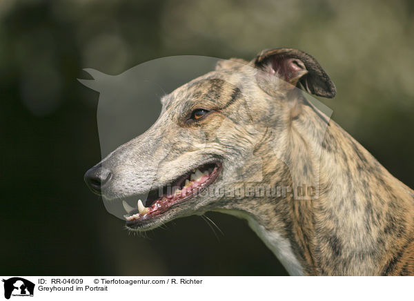Greyhound im Portrait / Greyhound im Portrait / RR-04609