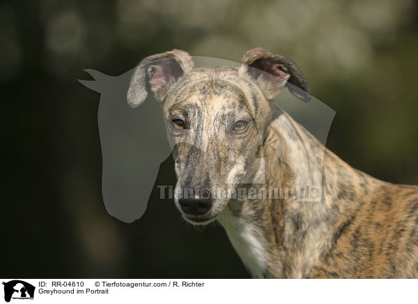 Greyhound im Portrait / Greyhound im Portrait / RR-04610