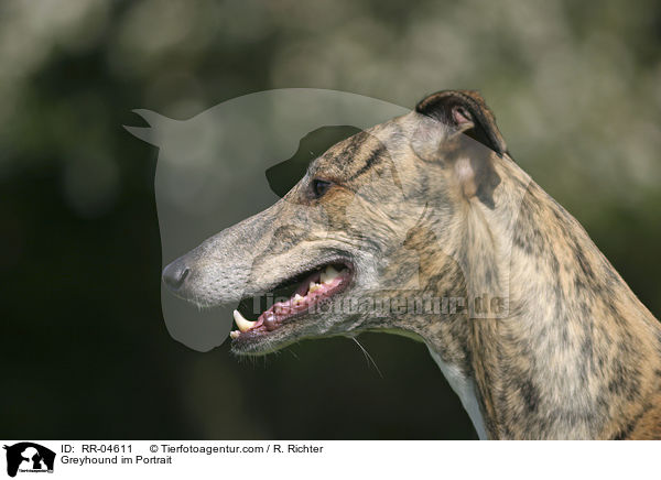 Greyhound im Portrait / Greyhound im Portrait / RR-04611