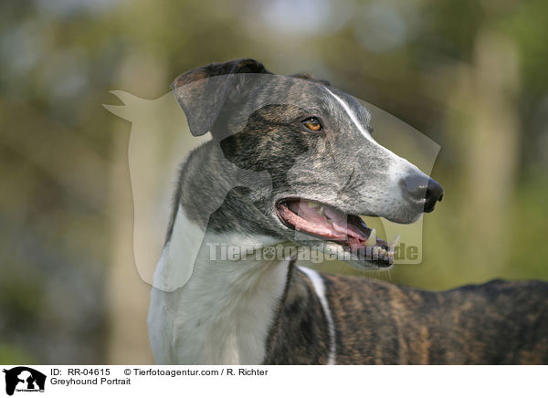 Greyhound Portrait / Greyhound Portrait / RR-04615