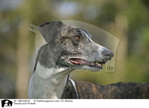 Greyhound Portrait / Greyhound Portrait / RR-04616