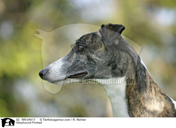 Greyhound Portrait / Greyhound Portrait / RR-04617