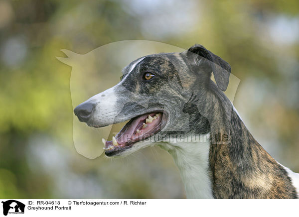 Greyhound Portrait / Greyhound Portrait / RR-04618