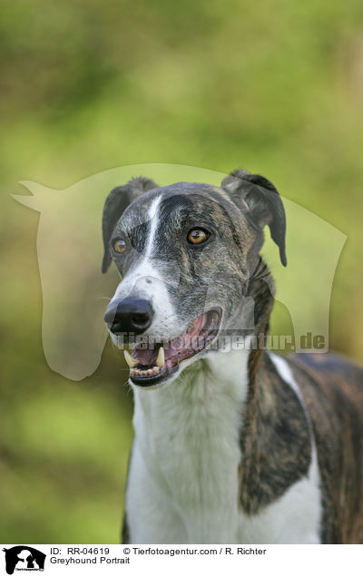 Greyhound Portrait / Greyhound Portrait / RR-04619