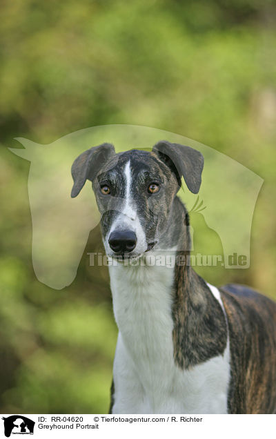 Greyhound Portrait / Greyhound Portrait / RR-04620