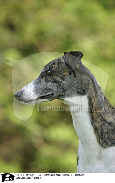 Greyhound Portrait / Greyhound Portrait / RR-04621