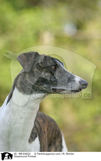 Greyhound Portrait / Greyhound Portrait / RR-04622