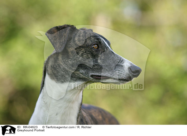 Greyhound Portrait / Greyhound Portrait / RR-04623