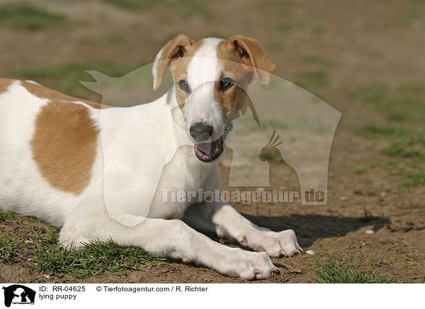 liegender Greyhound Welpe / lying puppy / RR-04625