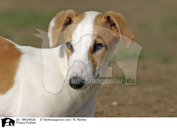 Greyhound Welpe / Puppy Portrait / RR-04626