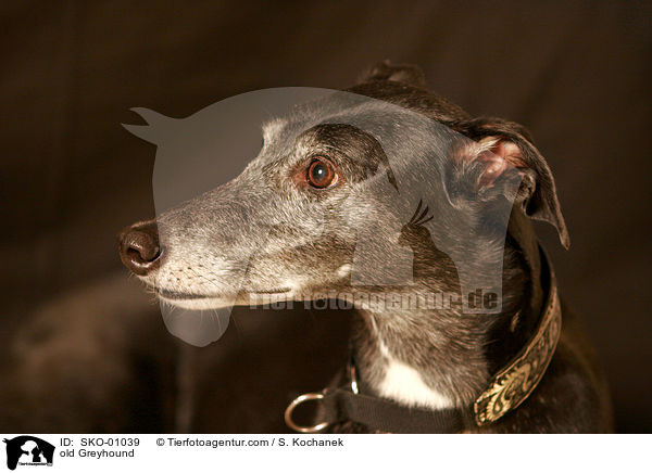 old Greyhound / SKO-01039