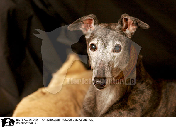 old Greyhound / SKO-01040