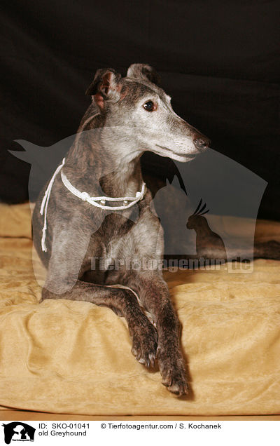 old Greyhound / SKO-01041