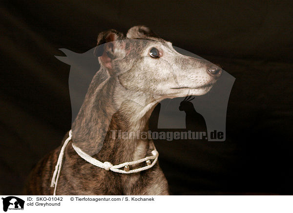 alter Greyhound / old Greyhound / SKO-01042