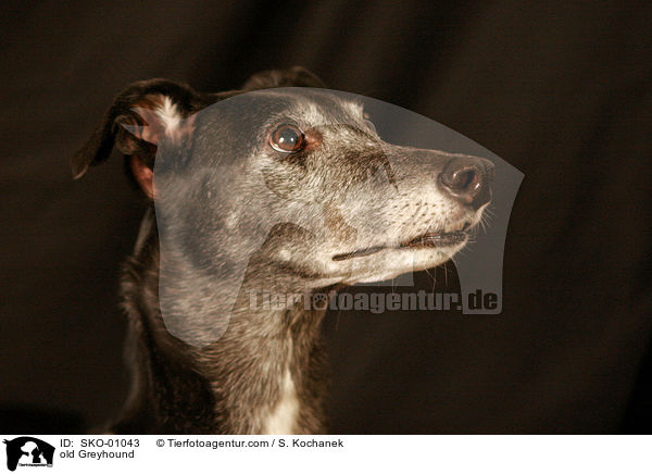 old Greyhound / SKO-01043