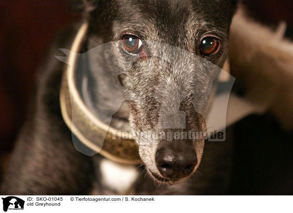 alter Greyhound / old Greyhound / SKO-01045