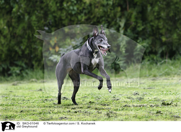 alter Greyhound / old Greyhound / SKO-01046