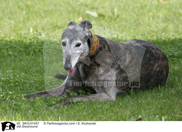 alter Greyhound / old Greyhound / SKO-01047