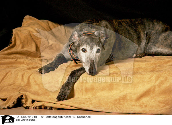alter Greyhound / old Greyhound / SKO-01048