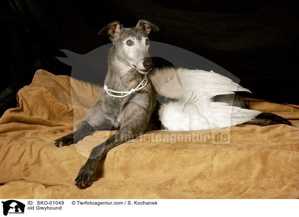 alter Greyhound / old Greyhound / SKO-01049