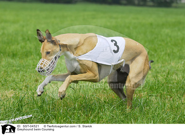 Greyhound beim Coursing / Greyhound beim Coursing / SST-04521