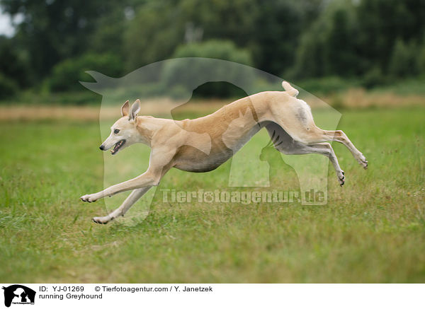 rennender Greyhound / running Greyhound / YJ-01269