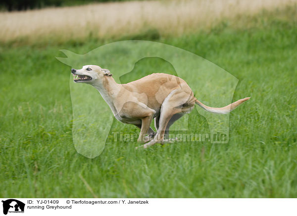 rennender Greyhound / running Greyhound / YJ-01409