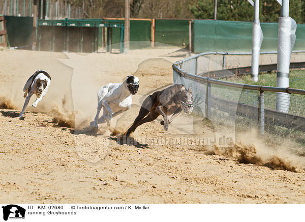 rennende Greyhounds / running Greyhounds / KMI-02680