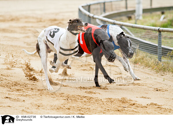 Greyhounds / KMI-02736