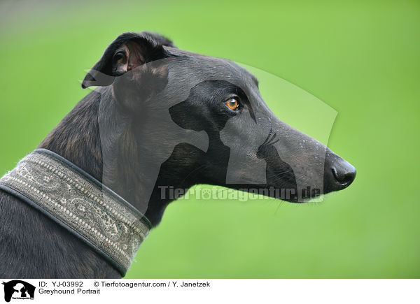 Greyhound Portrait / Greyhound Portrait / YJ-03992
