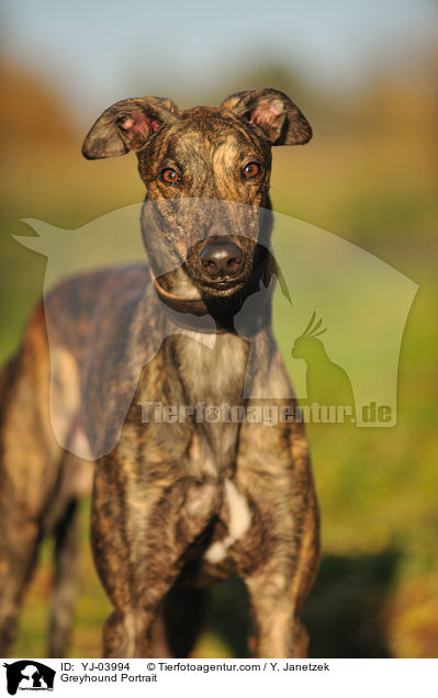 Greyhound Portrait / Greyhound Portrait / YJ-03994