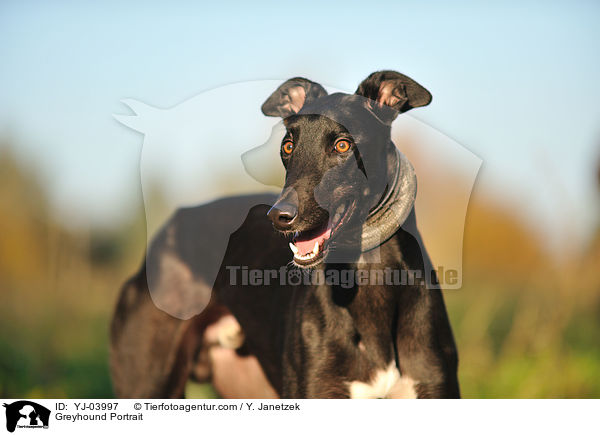 Greyhound Portrait / Greyhound Portrait / YJ-03997