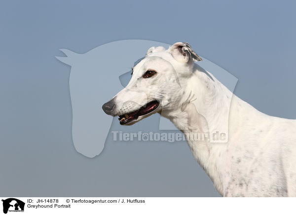 Greyhound Portrait / Greyhound Portrait / JH-14878