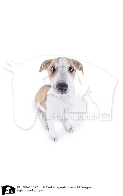Greyhound Welpe / sighthound puppy / MW-10097