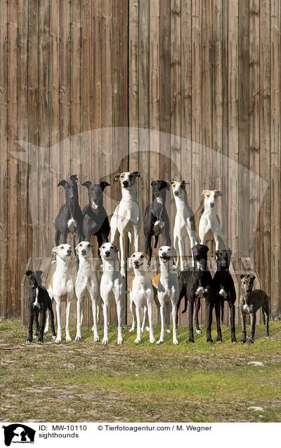 Greyhounds / sighthounds / MW-10110