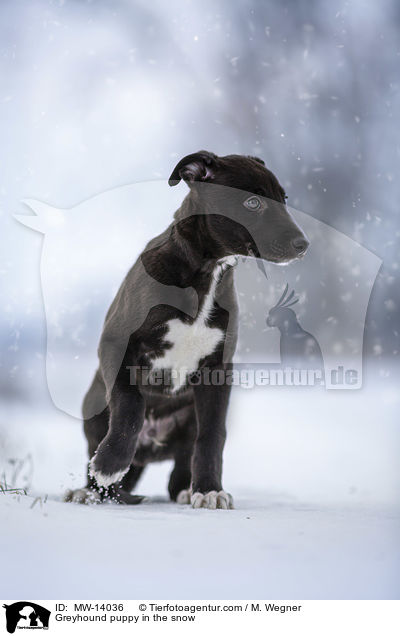 Greyhound puppy in the snow / MW-14036