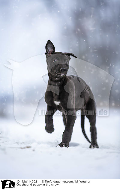 Greyhound puppy in the snow / MW-14052