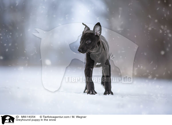 Greyhound puppy in the snow / MW-14054