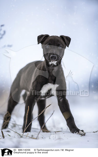 Greyhound Welpe im Schnee / Greyhound puppy in the snow / MW-14056