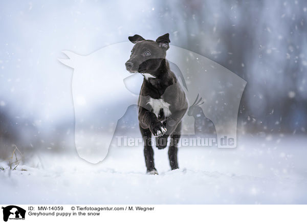 Greyhound puppy in the snow / MW-14059