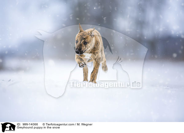 Greyhound Welpe im Schnee / Greyhound puppy in the snow / MW-14066
