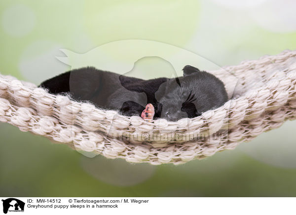 Greyhound Welpe schlft in Hngematte / Greyhound puppy sleeps in a hammock / MW-14512